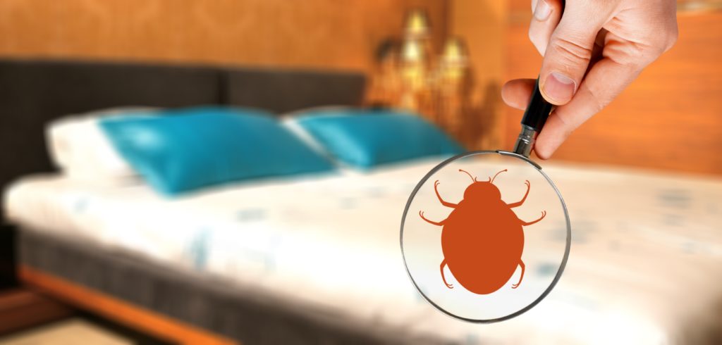 Pest Control Services In Edmonton. Bed bugs, Ants, Wasps,Squirrels, Bees, Mice, Mouse problems, Cockraches, Spiders