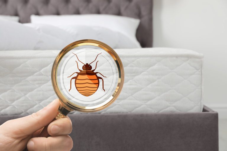 Get Rid Of Bed Bugs In City Of Edmonton