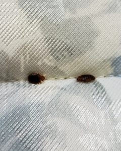 Bed Bug Control Edmonton - Major Pest Control