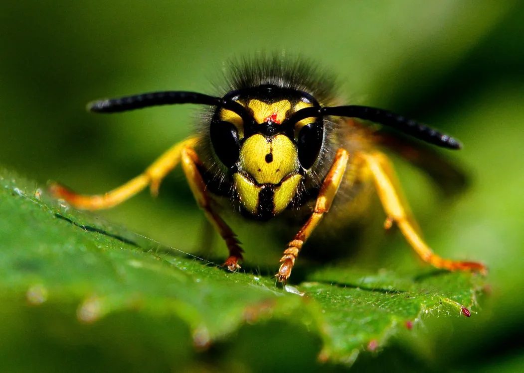 Edmonton Hornet Yellowjacket