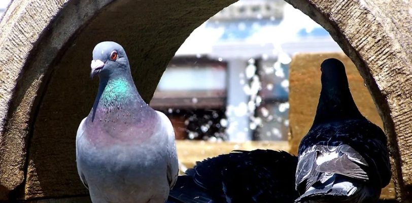 Bird Control Programs In Edmonton. Pigeons, Seagulls, Swallows & Other Birds.