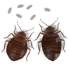 All About Bed Bugs - Pest Library Canada - Bed Bugs & Bed Bug Control