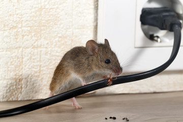 Mice Control Edmonton - Major Pest Control