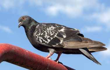 commercial pest control edmonton bird control pest control bird prevention