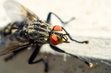flies pest control edmonton exterminator near edmonton