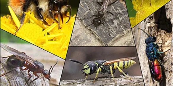 ants wasps bee control edmonton pest control exterminator