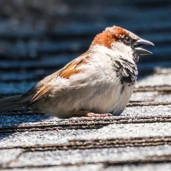 bird control edmonton sparrows