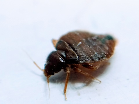 Bed Bug Exterminator Edmonton. Bed Bug Heater Rentals Edmonton. How to Kill Bed Bugs.