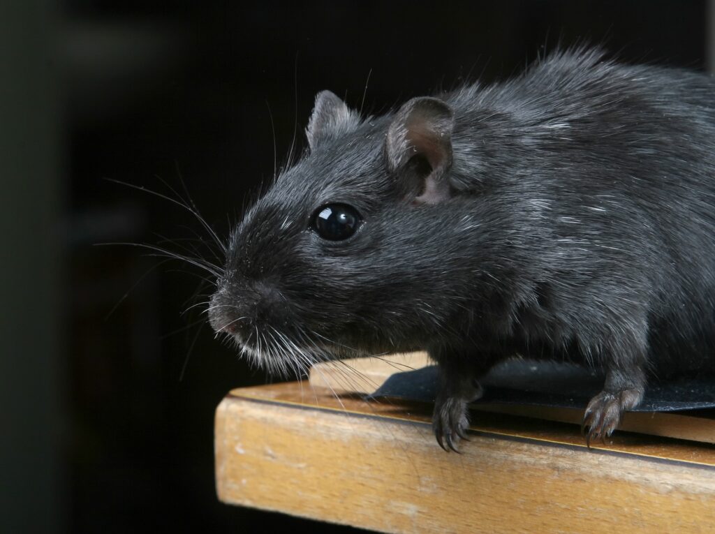 Edmonton major pest control, mice removal in edmonton, residential pest control