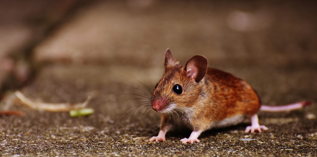 Mice Control Edmonton - Major Pest Control