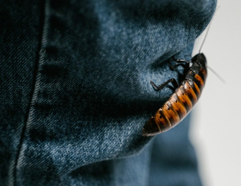 Edmonton cockroach removal, cockroach infestation services, major pest control