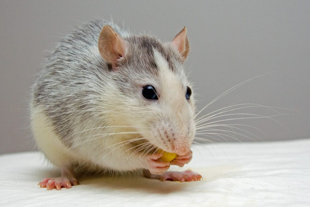  Edmonton mice removal, major pest control home mice removal, home mice pest control edmonton