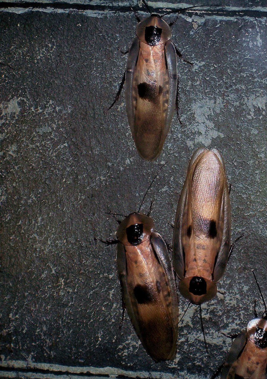 Cockroach removal edmonton, major pest control cockroach exterminator
