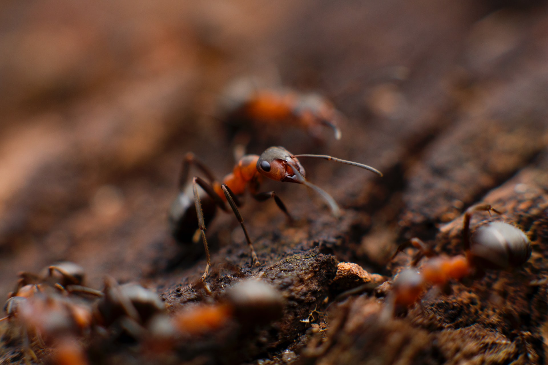 All About Ants - Pest Library Canada - Ants & Ant Control