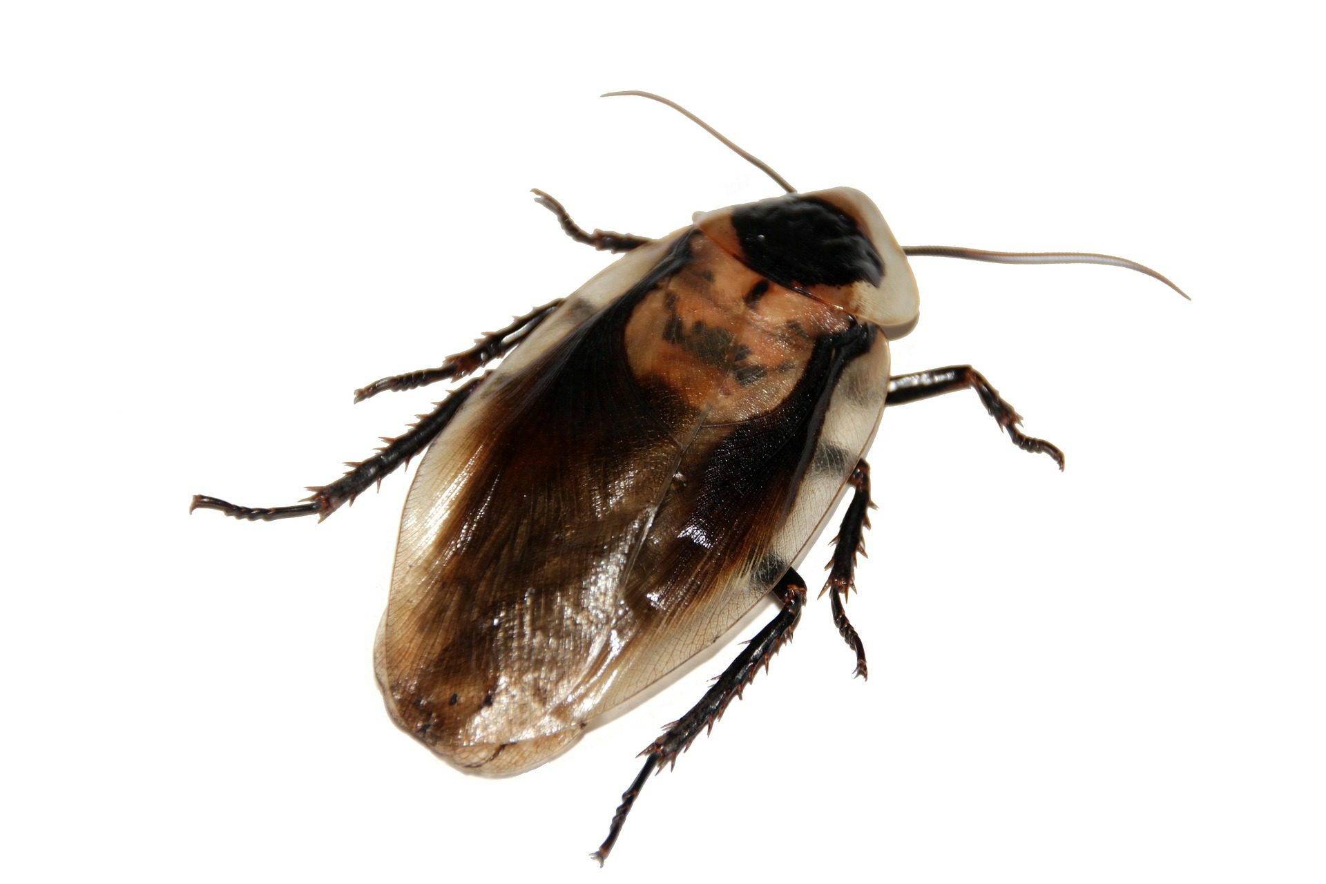 Canada pest control, cockroach control near me, major pest control cockroach control and fumigation