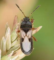 pest library canada chinch bugs 