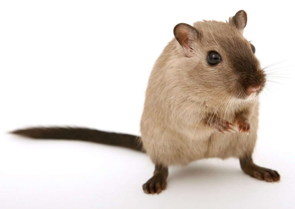 Mice control Edmonton, spruce grove pest control for rodents, mice control near me