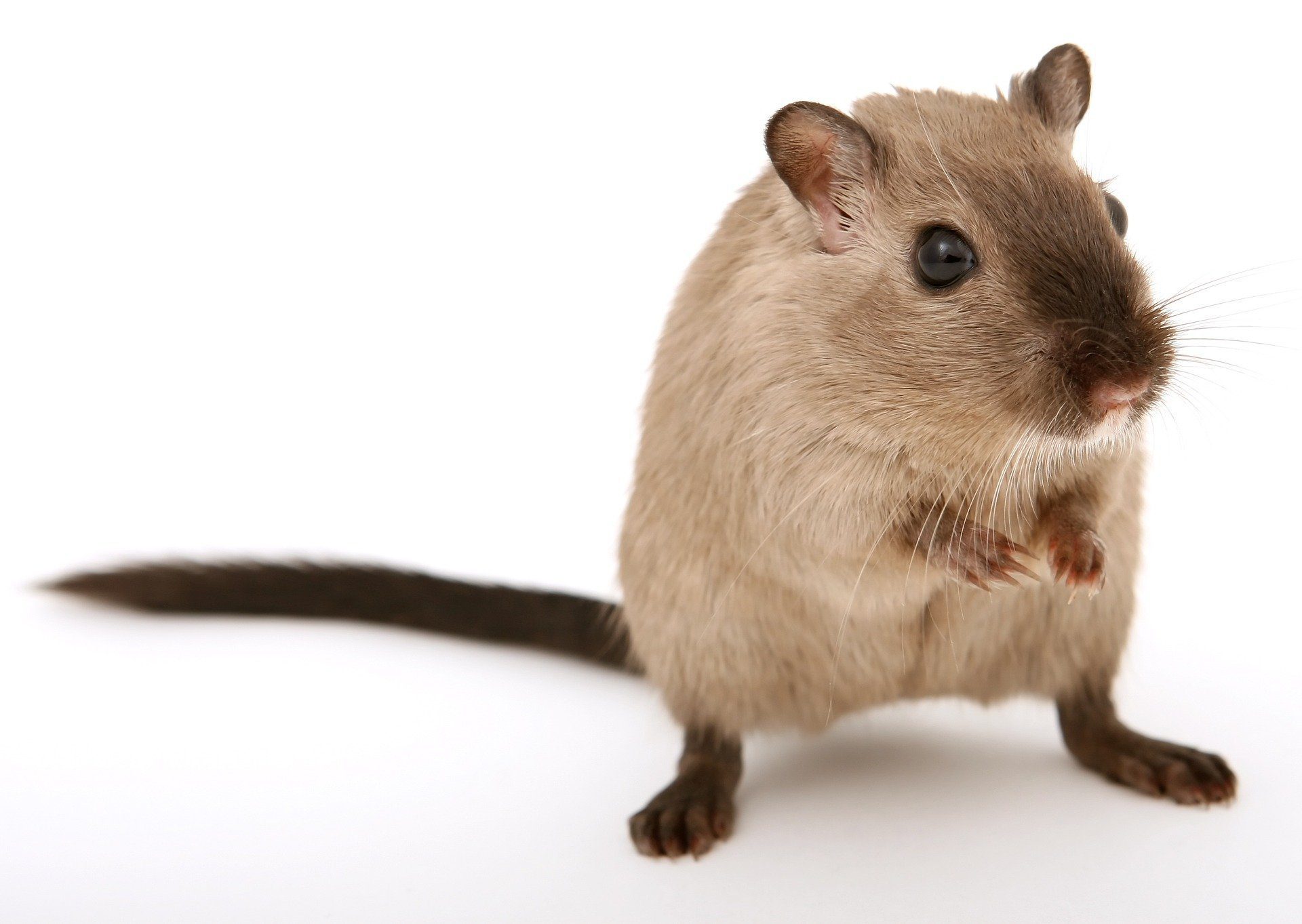 Pest control near me deals for mice