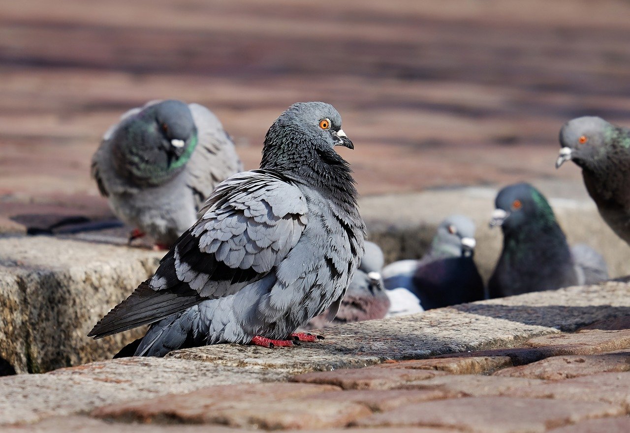 Bird Control Edmonton. Pigeon Control. Stop pigeons from nesting. Get Rid Of Pigeons.