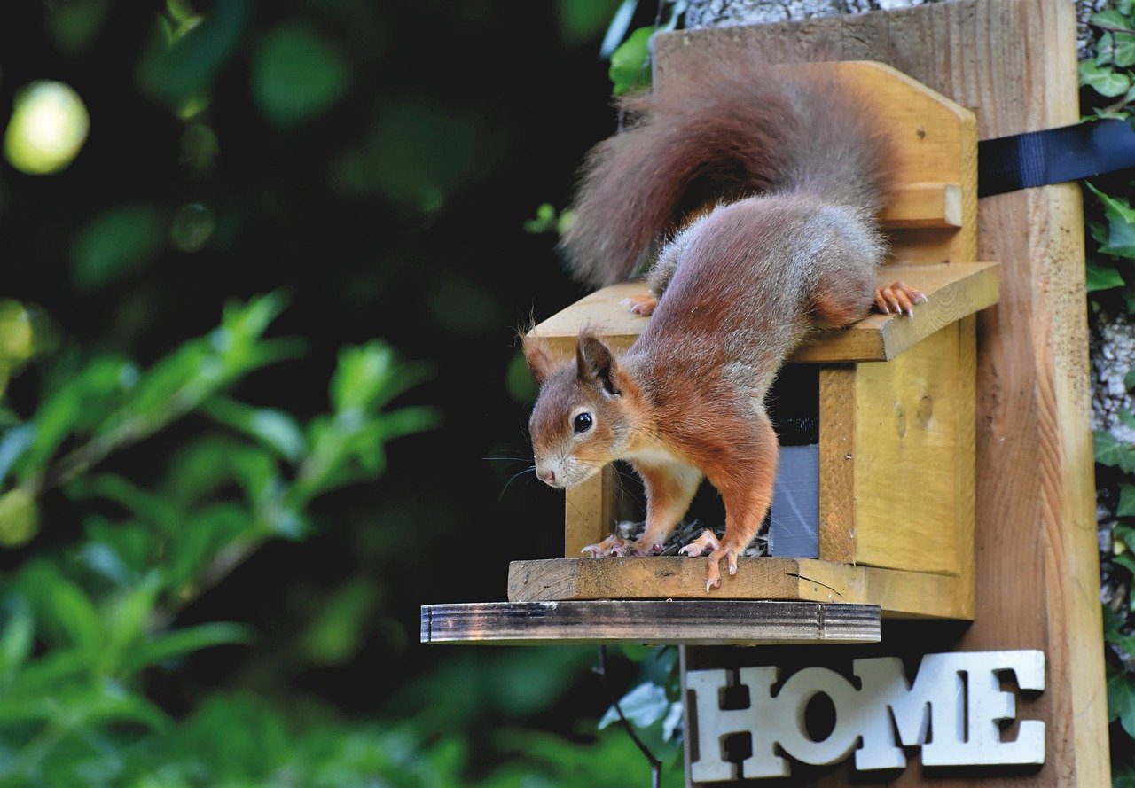 Wildlife control experts bats, squirrels, groundhogs, skumks, opossums, racoons, moles, voles, gophers