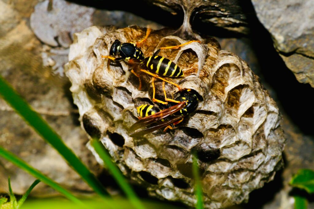 wasp removal edmonton, how to fumigate and exterminate wasps and hornets