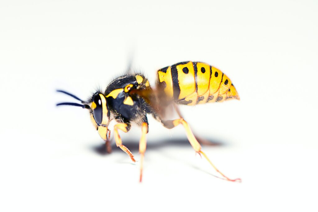 wasp removal Edmonton, edmonton wasp removal company, exterminator for wasps and other insects