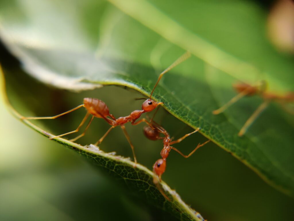 ant exterminator, how to get rid of ants in edmonton, ant removal company major pest control