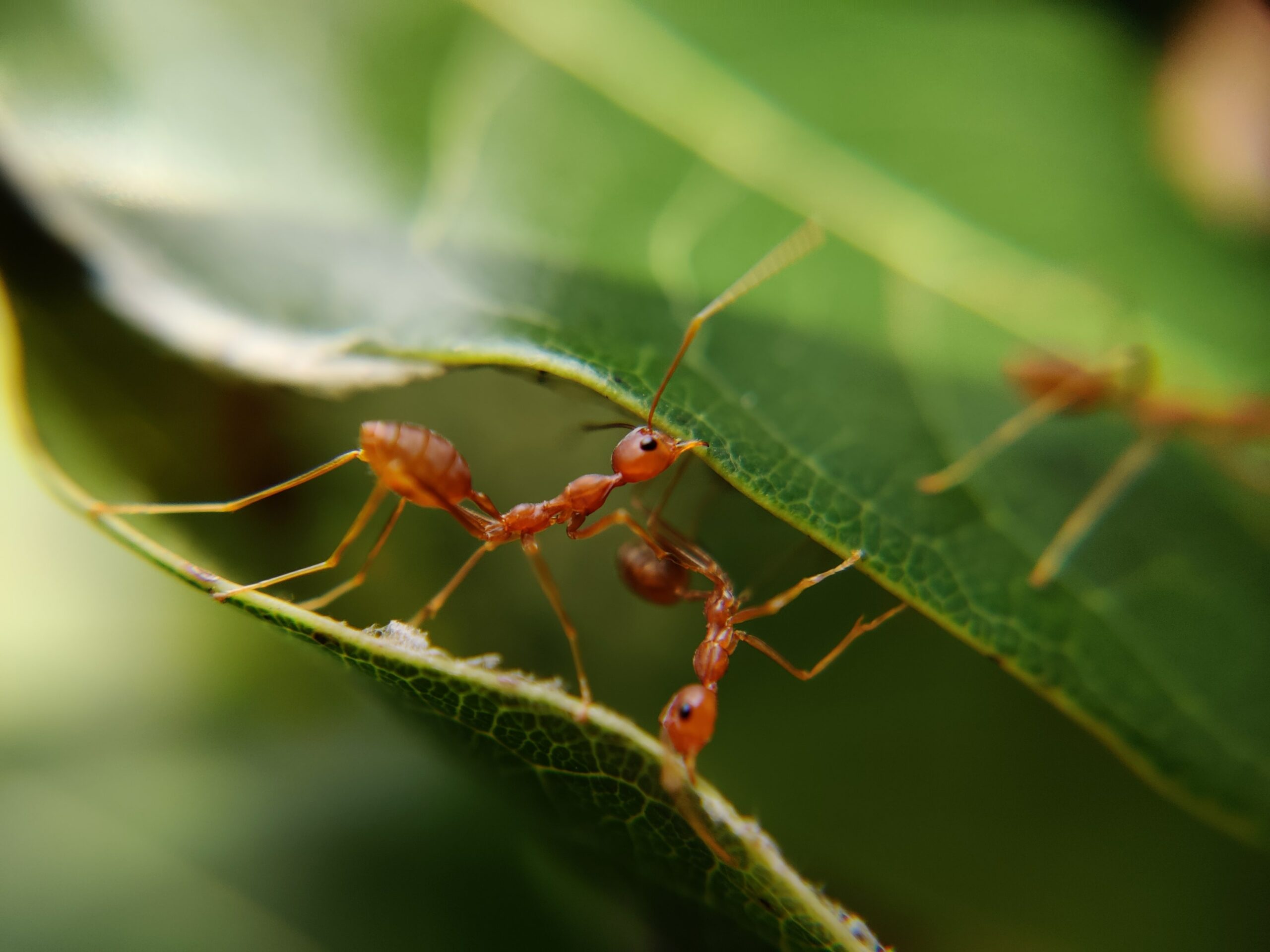 ants removal Edmonton and pest control Edmonton, how to prevent ants Edmonton