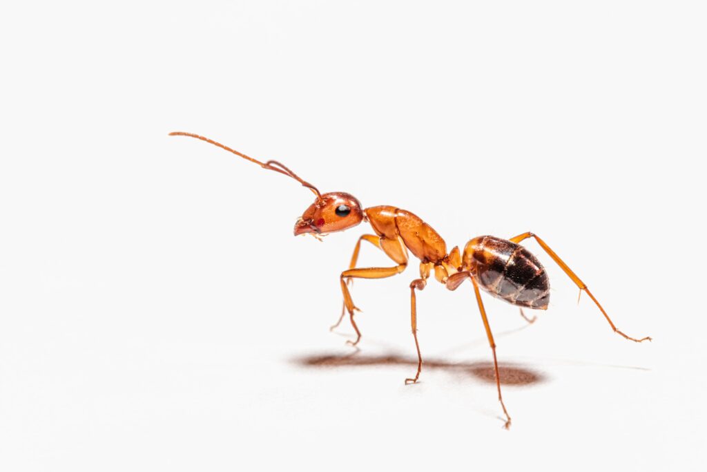 ant removal company, major pest control services, get rid of ants, garage ants