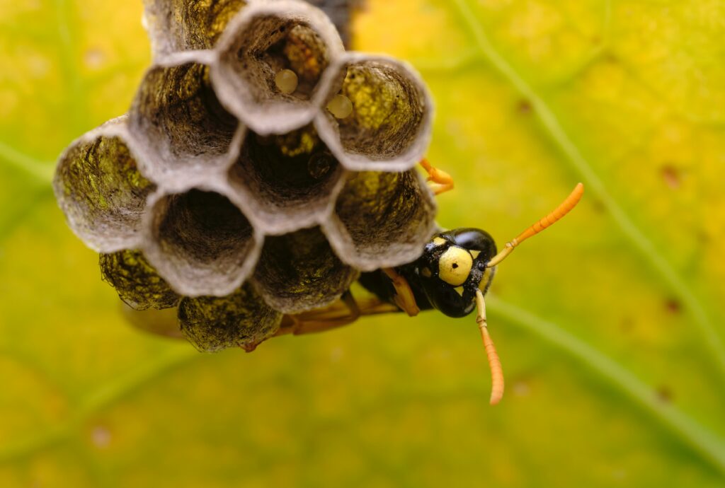 wasp removal in edmonton, call today for free wasp removal quote