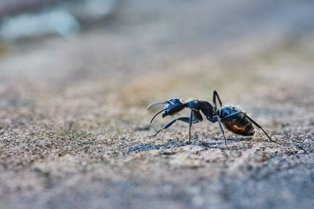 black ant and carpenter ant removal, how to get rid of red ants near me