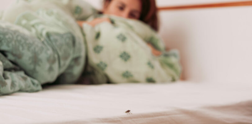 Bed Bugs. Dealing With Bed Bugs. Bed Bug Bites. Edmonton