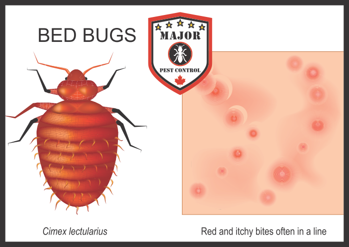 What Do Bed Bug Bites Look Like. Bed Bugs Edmonton.