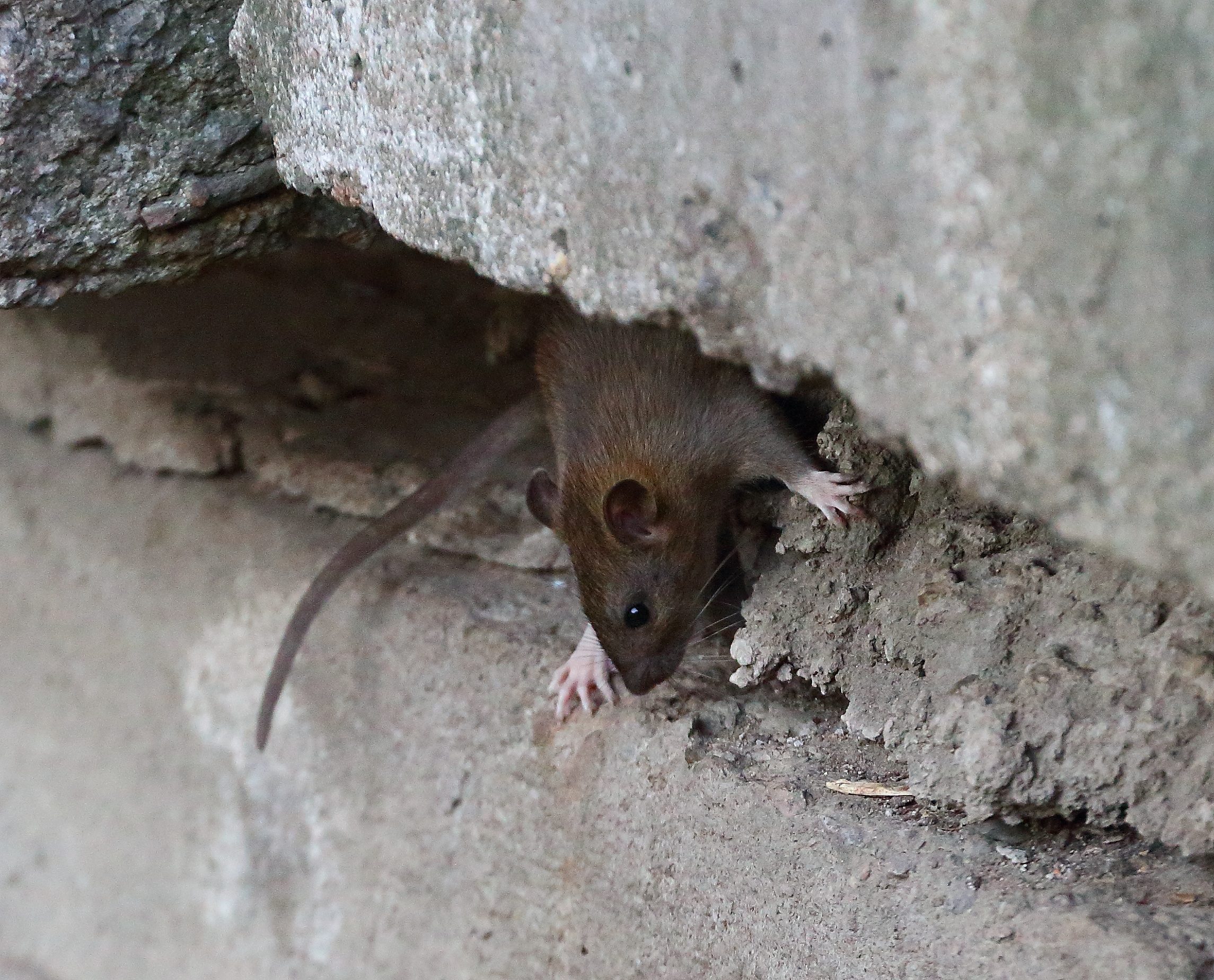 Mouse-Proof Your House With These Mouse-Control Tips - Major Pest Control