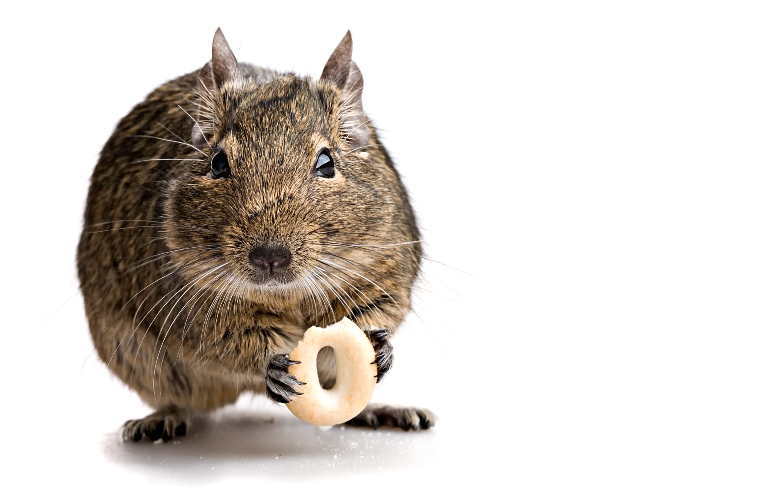 Mouse Eating Cereal From A Cupboard.  Edmonton Mouse Control Tips