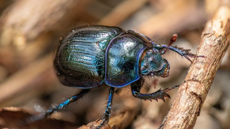 Beetles 1