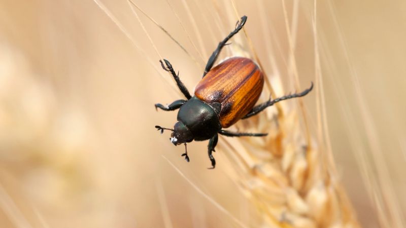 Beetles 3