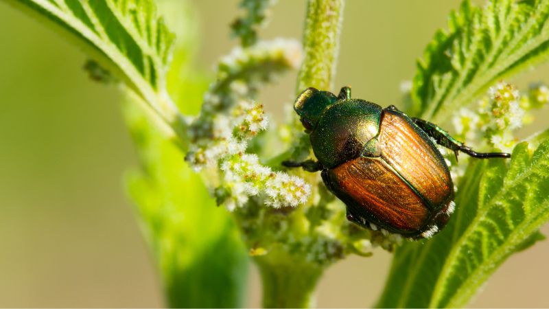 Beetles 5