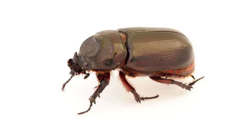 Beetle Removal Edmonton - Major Pest Control