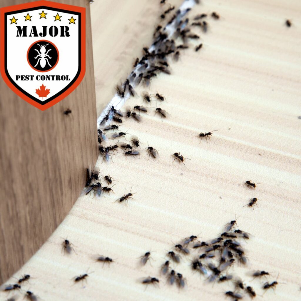 How Much Does Pest Control Cost For Ants?