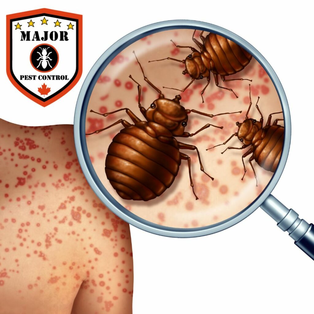 How to Move Without Taking Bed Bugs With You