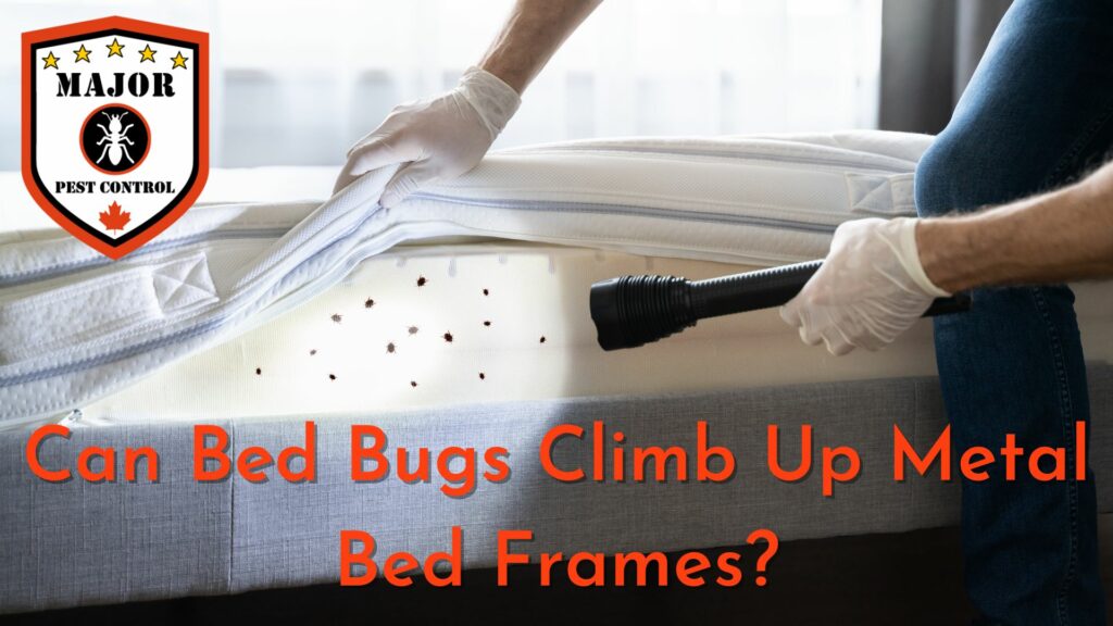Can Bed Bugs Climb Up Metal Bed Frames - By Major Pest Control
