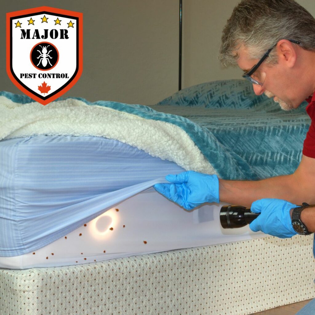 Are Bed Bugs Due to Poor Hygiene By MPC Edmonton