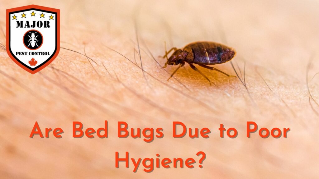 Are Bed Bugs Due to Poor Hygiene