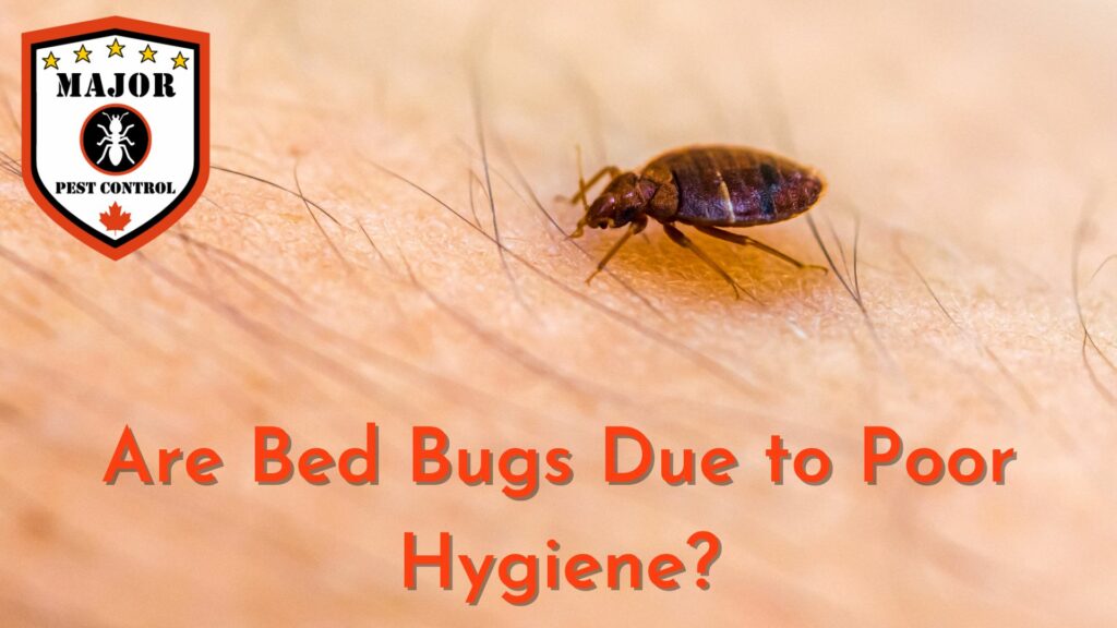 Are Bed Bugs Due To Poor Hygiene Major Pest Control