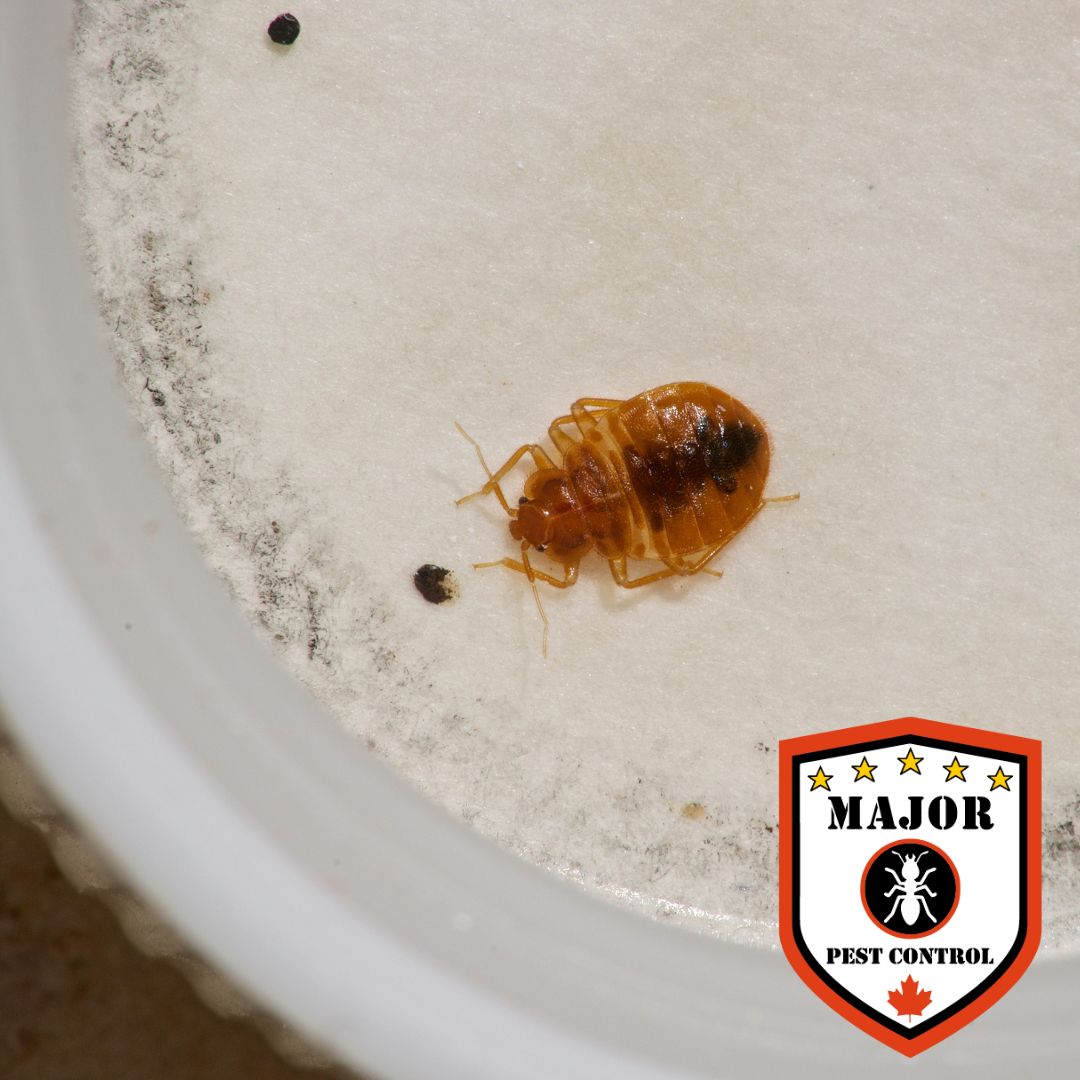Does Paint Kill Bed Bugs? - Major Pest Control Edmonton