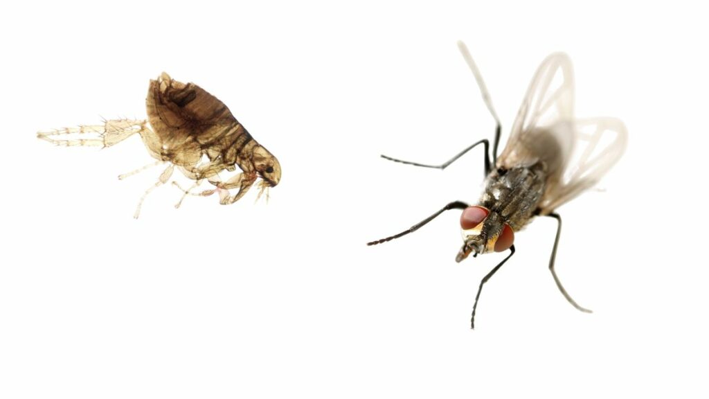 Flea Removal Edmonton & Fly removal Edmonton,
fly control Edmonton