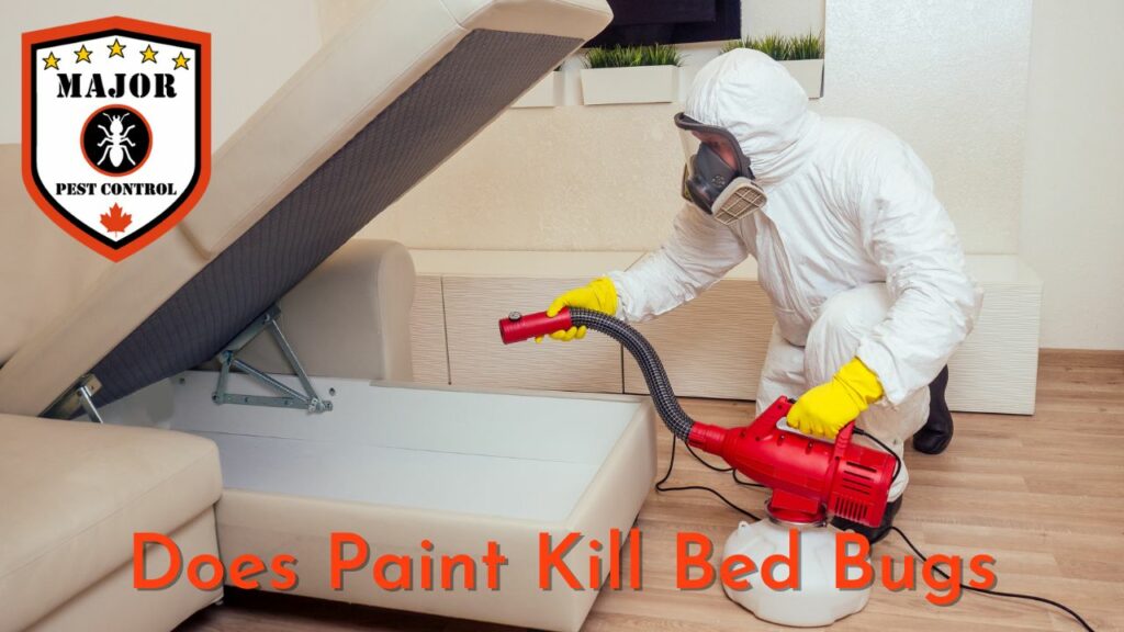 Does Paint Kill Bed Bugs by Major Pest Control Edmonton