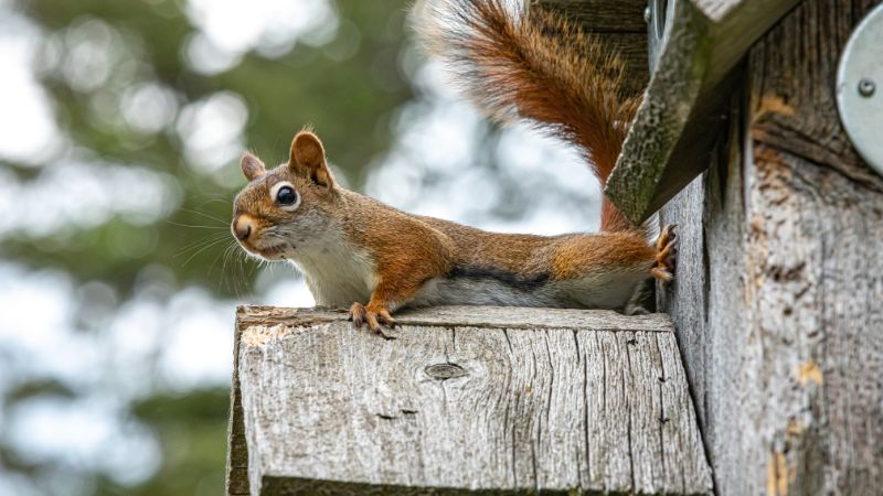 Squirrel control Edmonton, Squirrel removal Edmonton, Squirrel pest control Edmonton