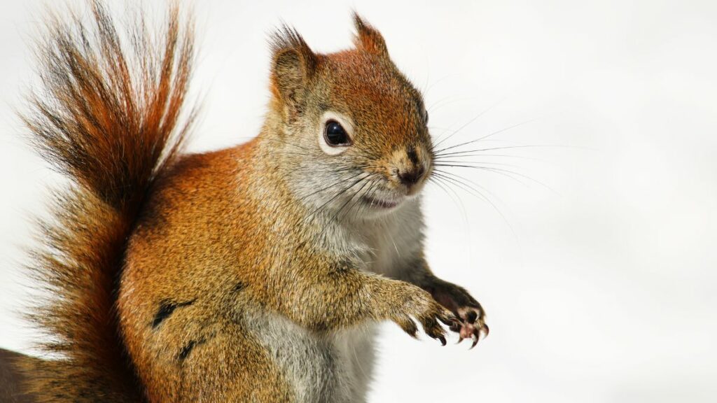 Squirrel control Edmonton, Squirrel exterminator Edmonton, Squirrel pest control Edmonton